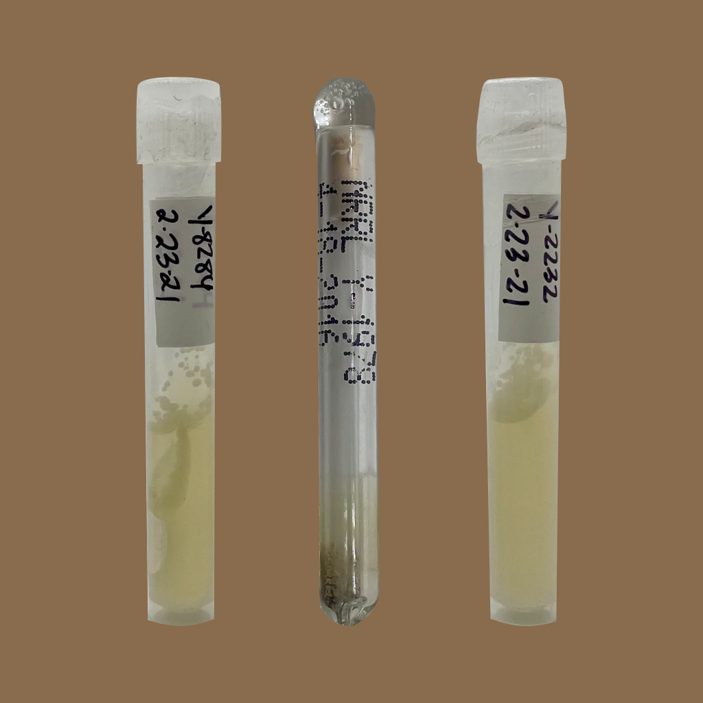 Lachancea yeast samples from USDA