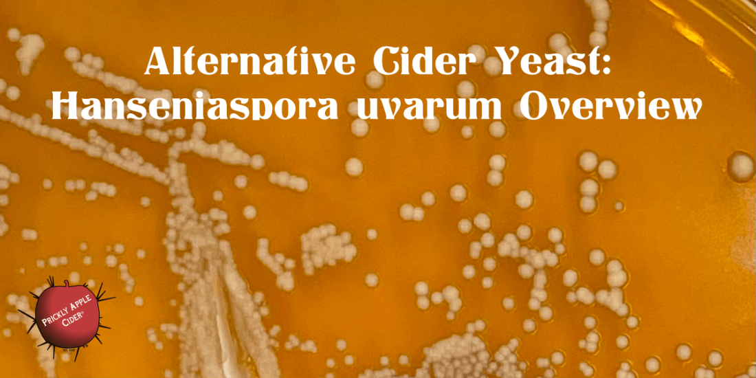 Alternative Cider Yeast: Hanseniaspora uvarum