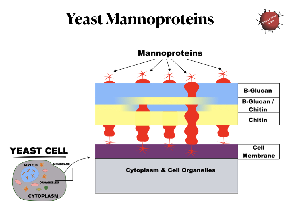 Yeast Cell Wall - Mannoprotein Structure