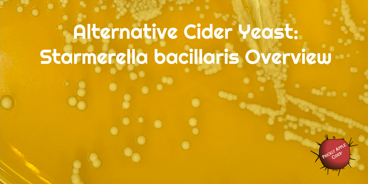 Alternative Cider Yeast: Starmerella bacillaris (Candida zemplinina)&nbsp;Overview