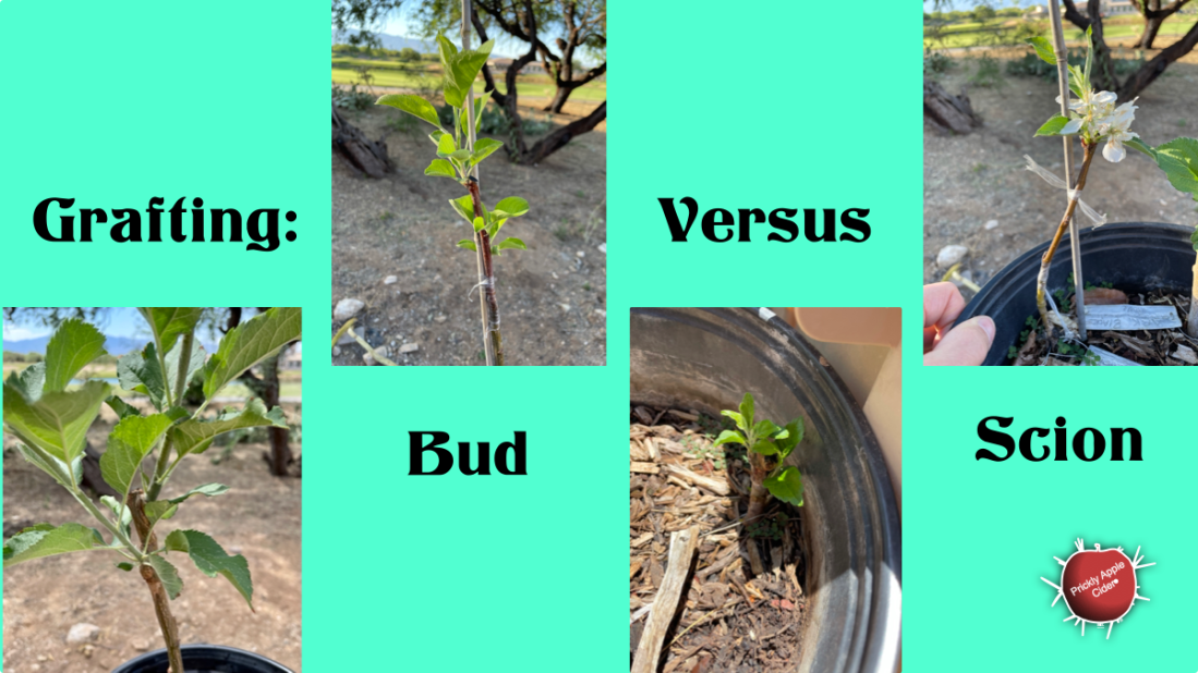 Grafting: Bud Versus Scion