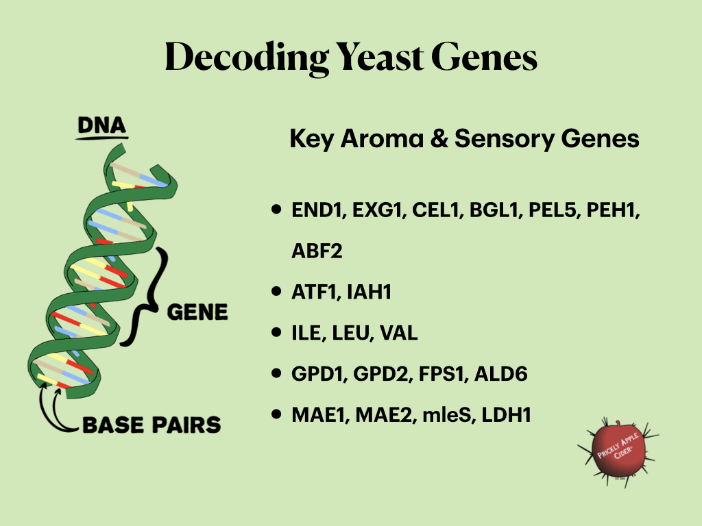 Key Genes for Aroma and Sensory Characteristics