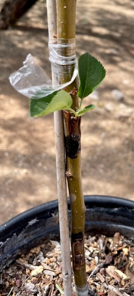 Harrison - Bud Graft Starting to Sprout