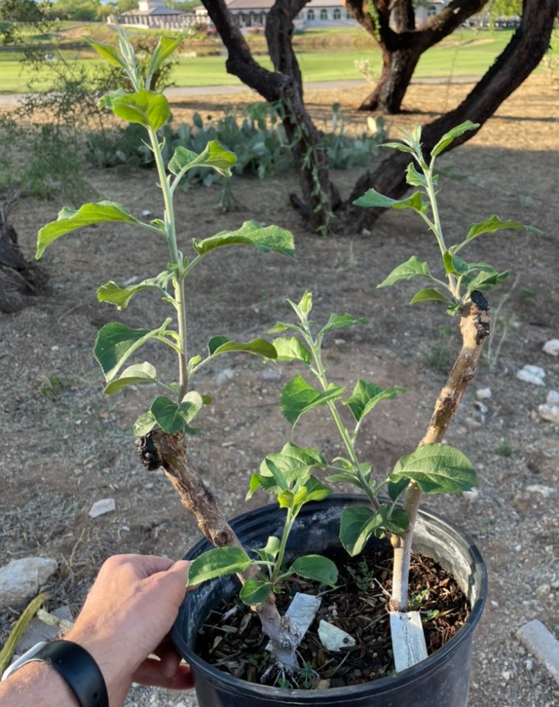 Roxbury Russet Bud Grafts: ~1 Month Growth