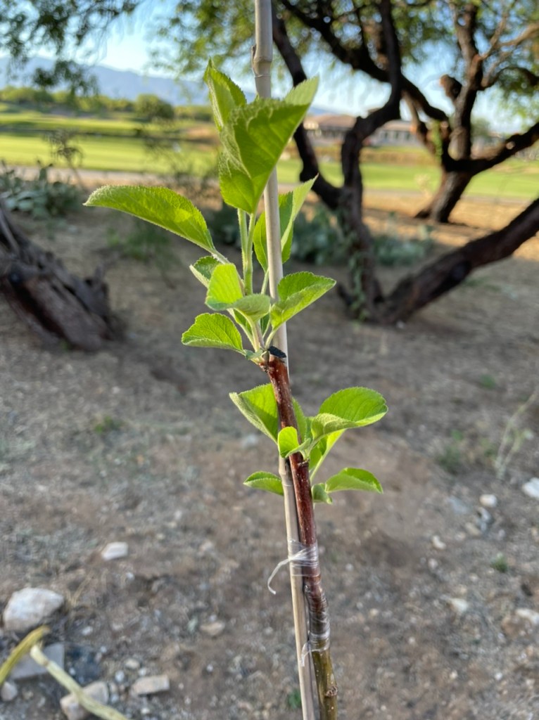 Harrison - Scion Growth after ~1 Month