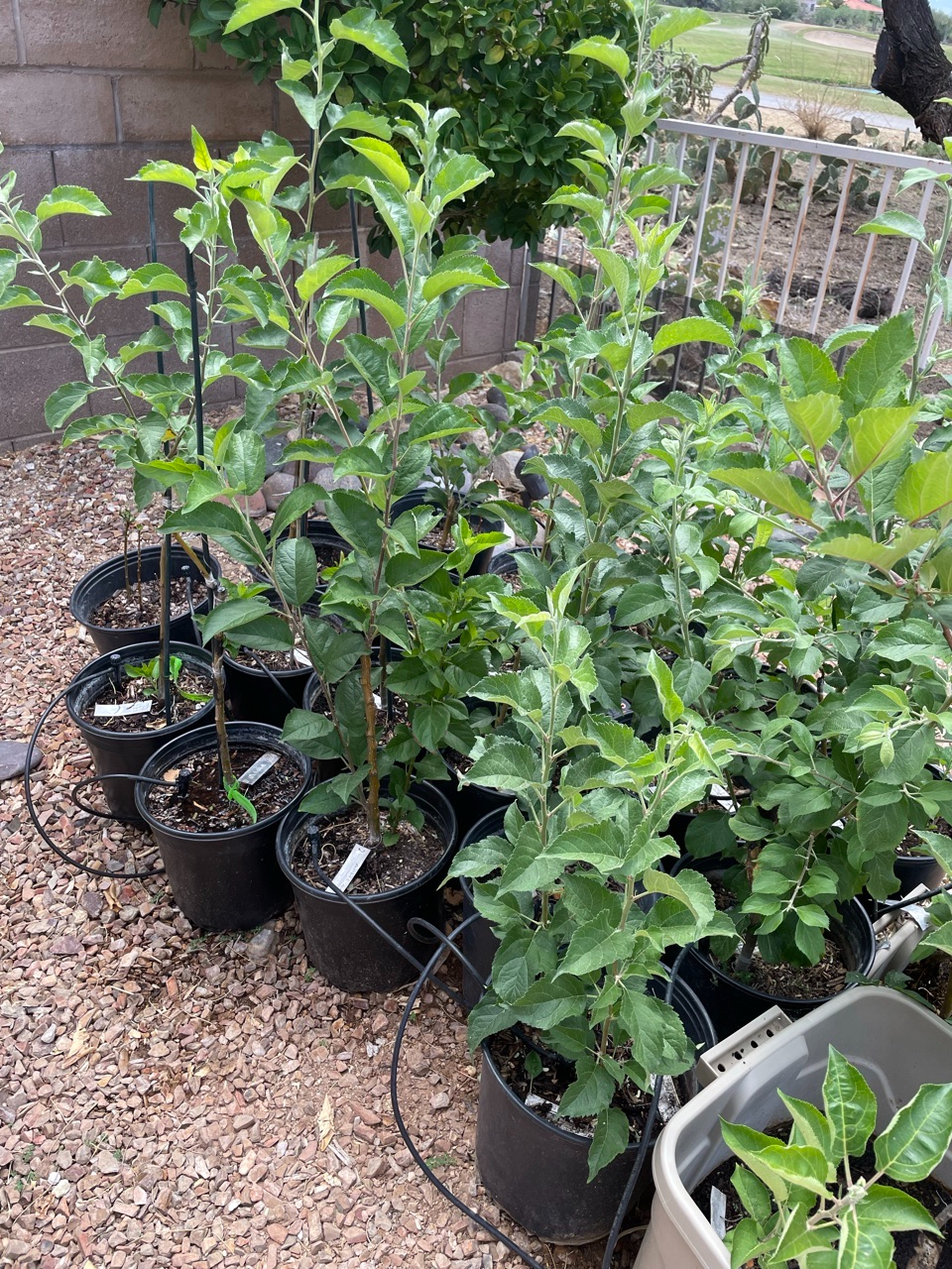 Apple Tree Grafts - Approximately 2 Months Growth