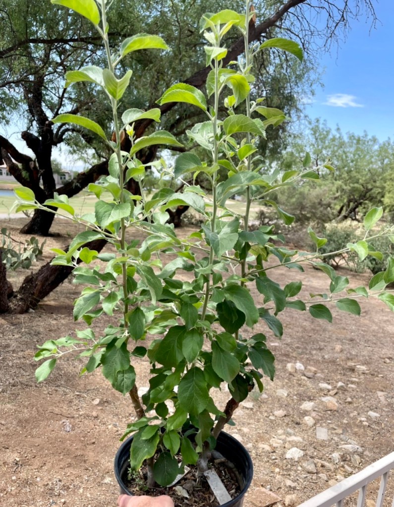 Roxbury Russet Bud Grafts: ~2 Months Growth