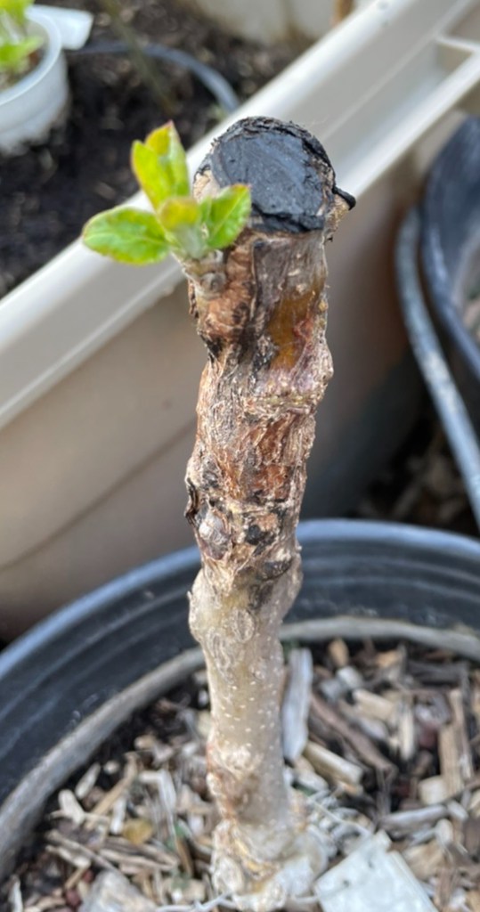 Roxbury Russet Bud Graft: Initial Growth