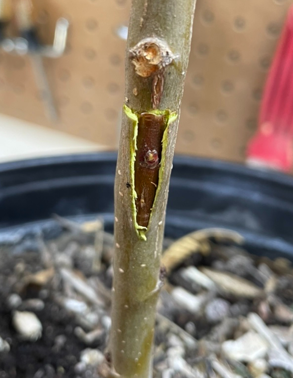 Bud Graft: T-Bud Style
