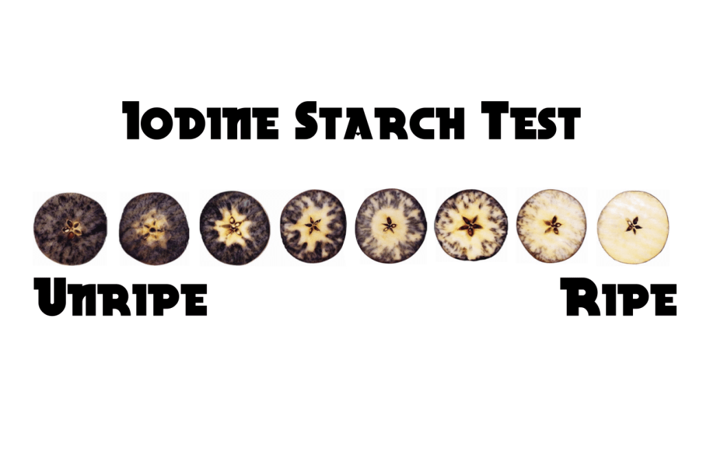 Iodine Starch Test: Assessing Apple Ripeness
