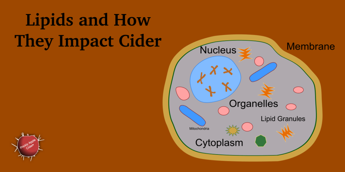 How lipids impact the cider fermentation process.