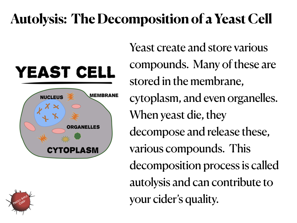 Autolysis: The decomposition of yeast cells.