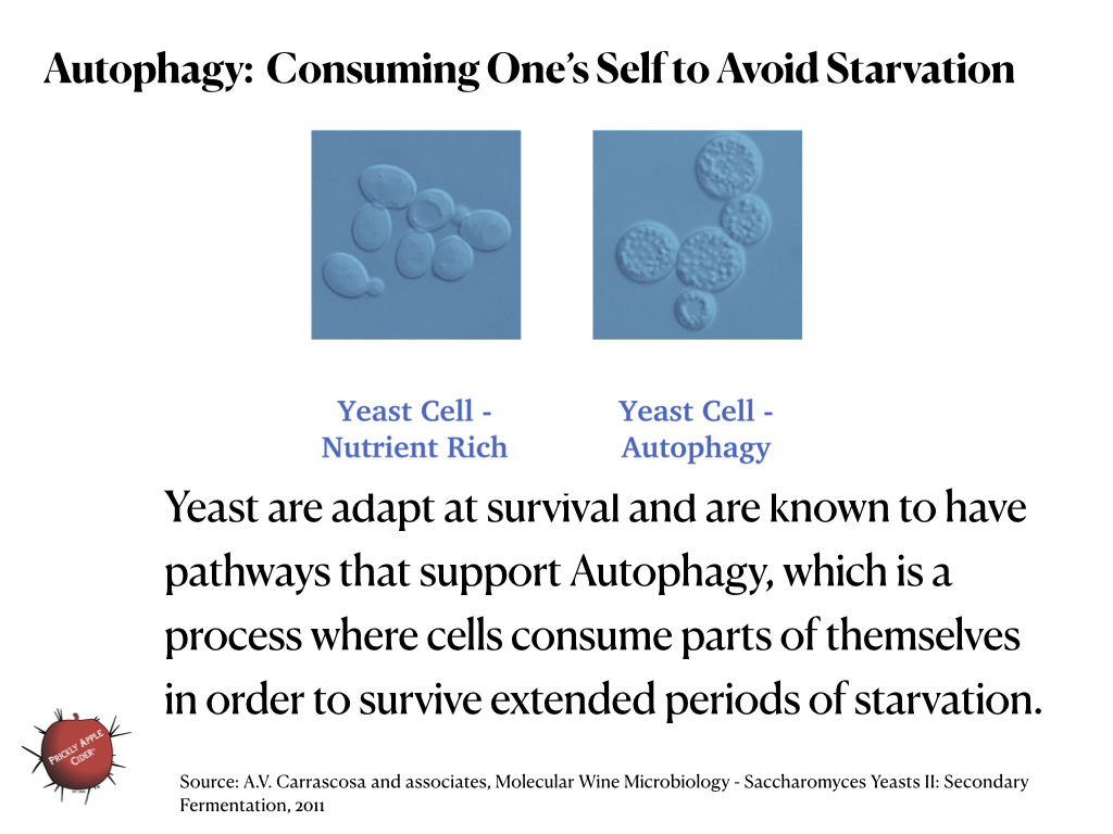 Autophagy: The process where yeast begin consuming themselves in order to stay alive during times of starvation.