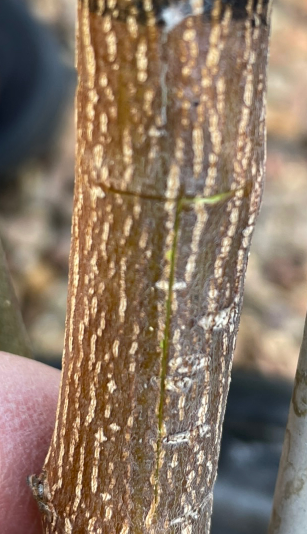 Make a T-shaped cut through the cambium.