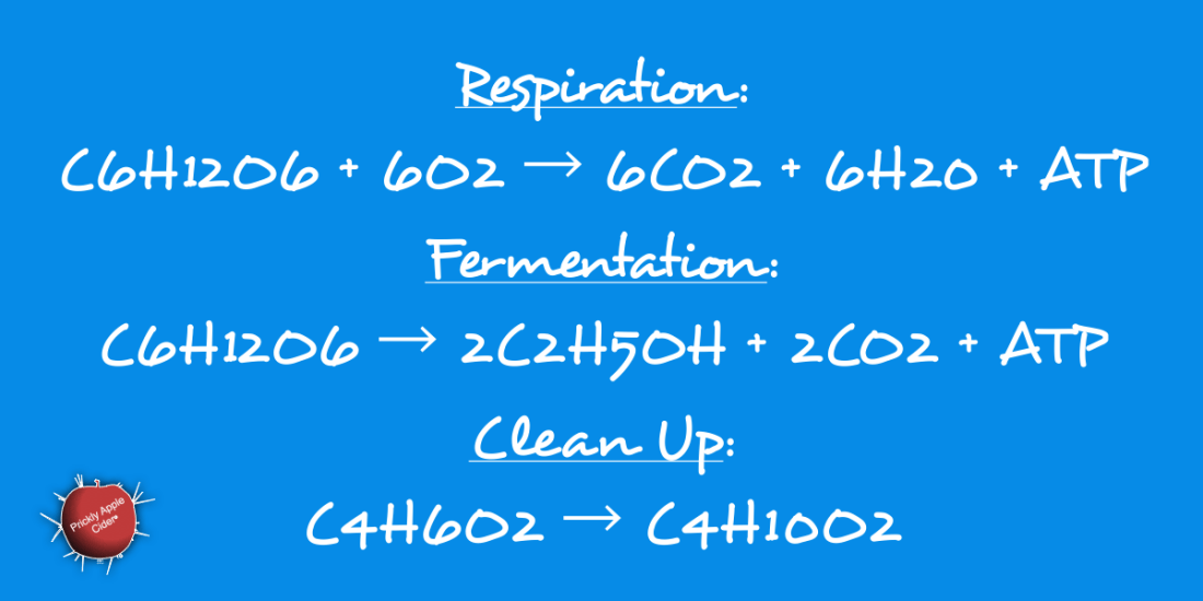 The Stages of Fermentation