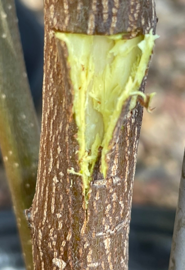 Peel back the bark with the cambium layer to expose the core wood.  