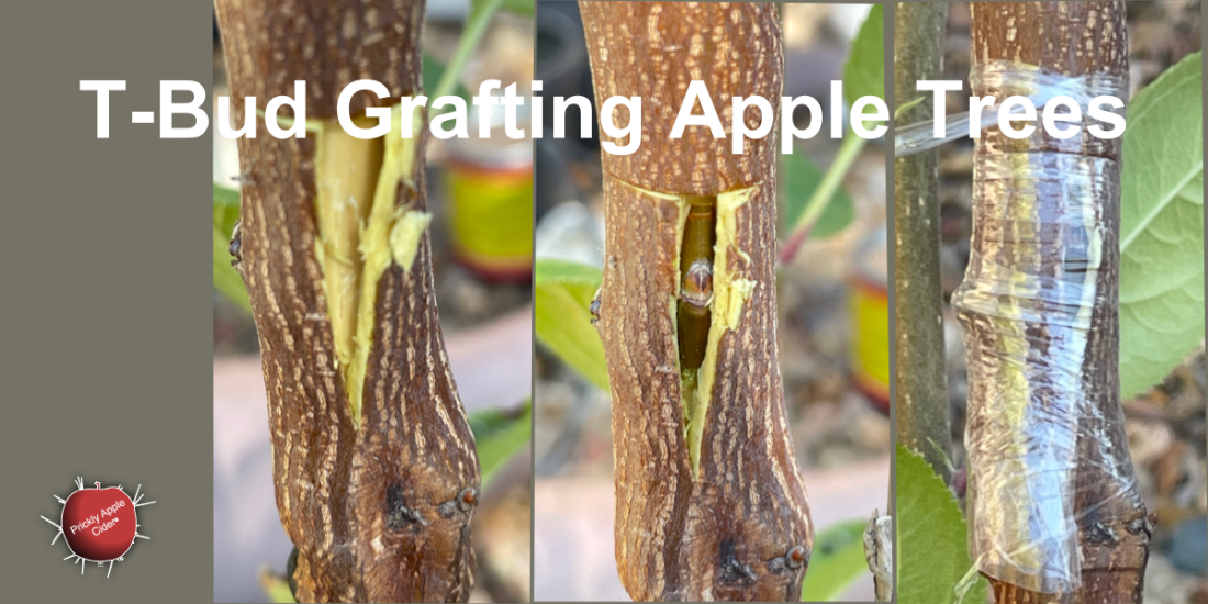 T-Bud Grafting Apple Trees
