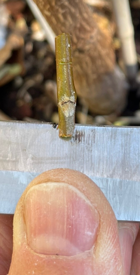 Make a horizontal cut from the top of the bud down to the vertical cut.  