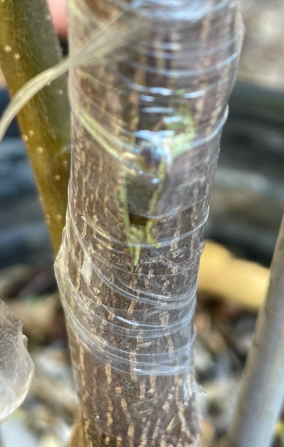 Leave the bud wrapped until spring.  Remove the wrap and confirm the wound is healed and the bud is fuzzy and alive.  