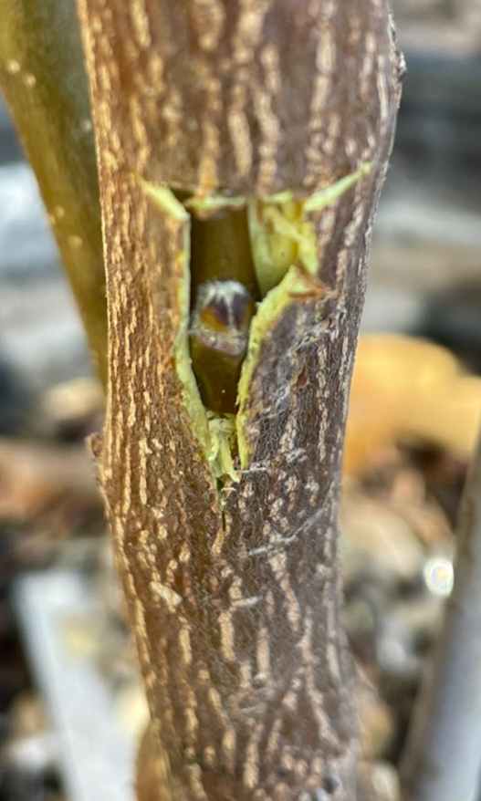 Insert the bud into the T and begin wrapping.