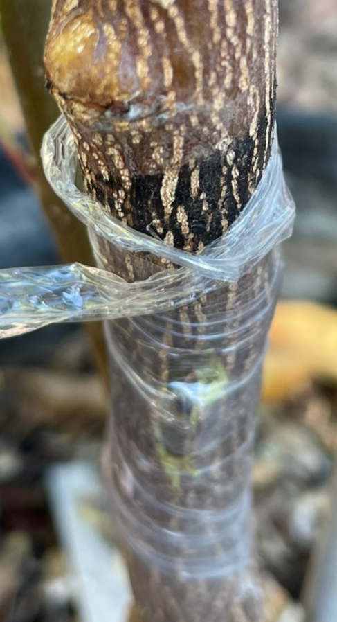 Wrap twice at the top. Thread the wrap through the last wrap and pull tight.