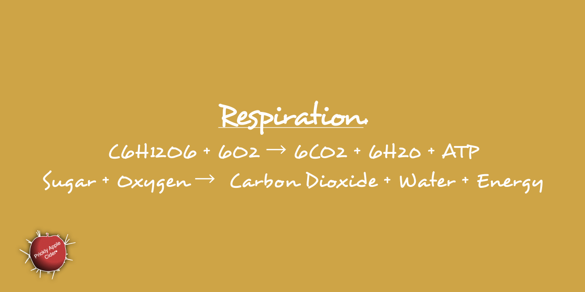 Respiration: Yeast use oxygen to create energy