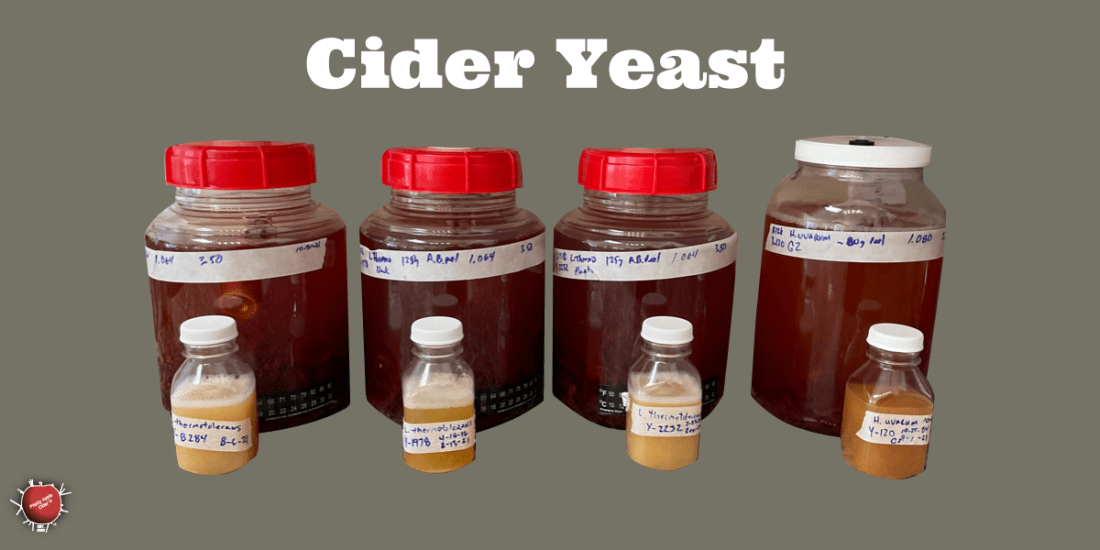 What is cider yeast?
