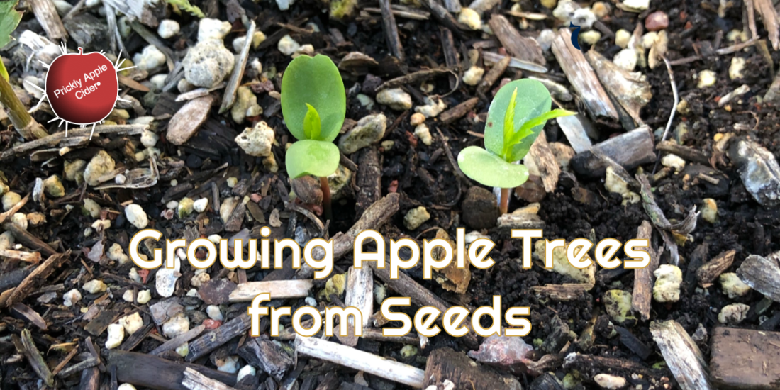 Growing Apple Trees From Seeds
