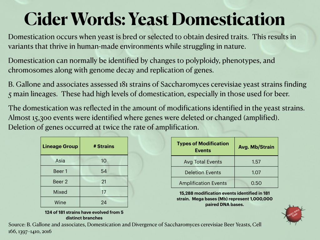 Industrial yeasts show signs of domestication that started before yeast were even identified.