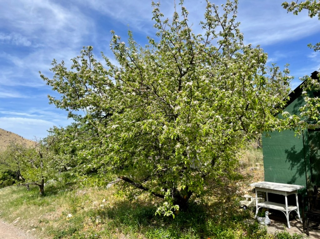 The orchard in bloom