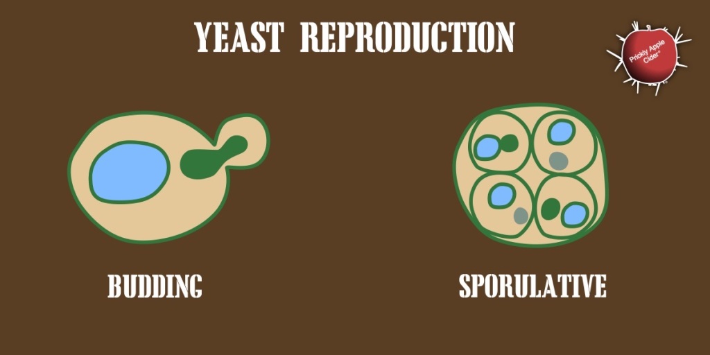 How Yeast Reproduce