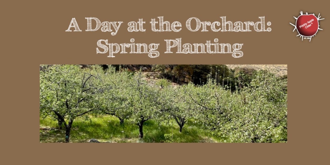 Planting Last Years Grafted Trees