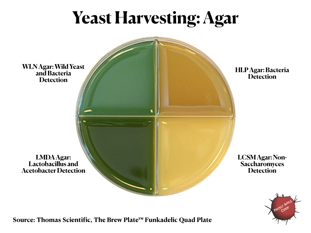 Yeast Harvesting: Examples of Agar Types
