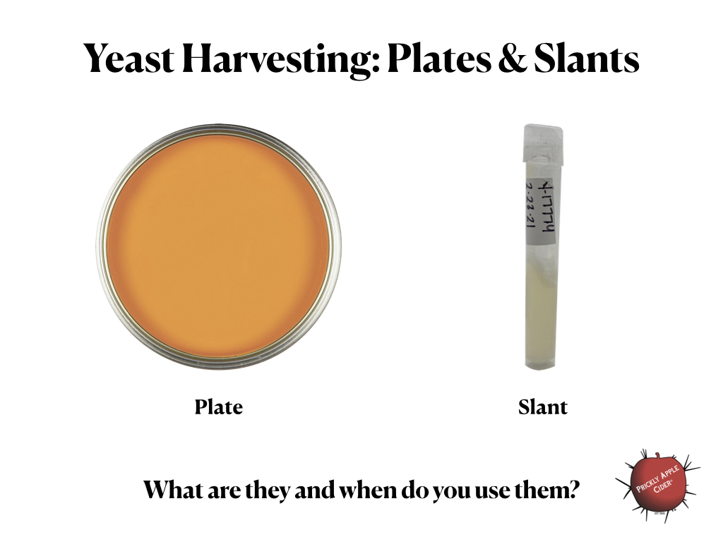 Yeast Harvesting: Plates & Slants