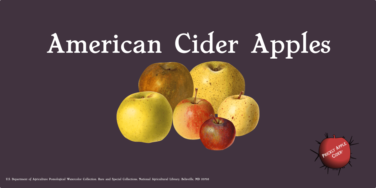 American Cider Apples