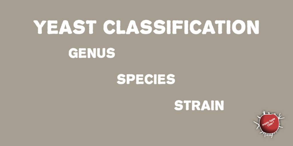 Cider Yeast: Classifications