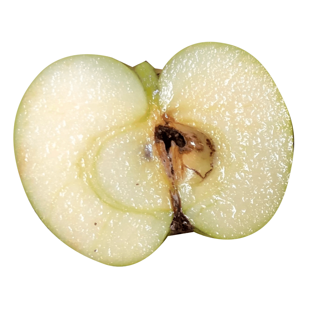 Apple with Insect Damage