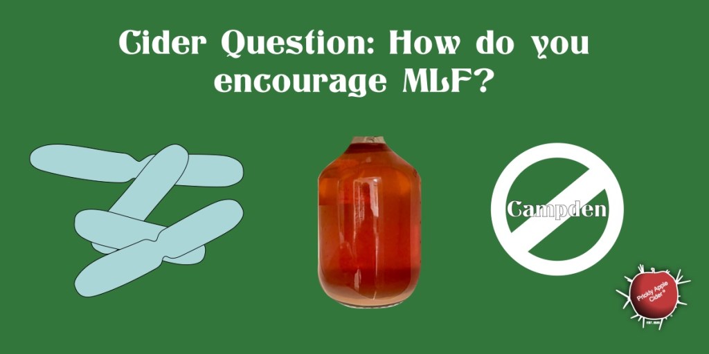 Cider Question: How can I encourage Malolactic Fermentation&nbsp;(MLF)?