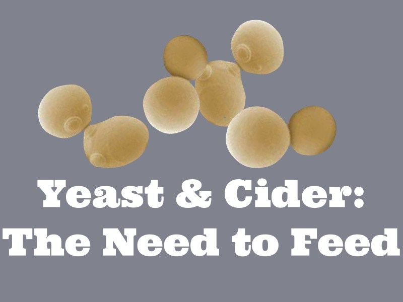 Cider Question: Do I need to use yeast&nbsp;nutrient?