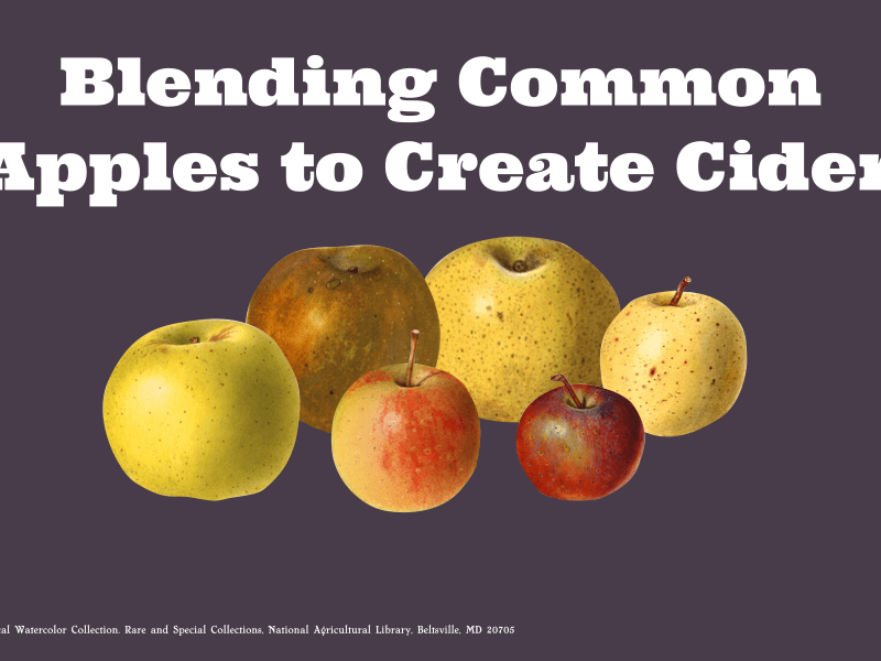 Cider Fundamentals: Blending Common Apples to Make&nbsp;Cider