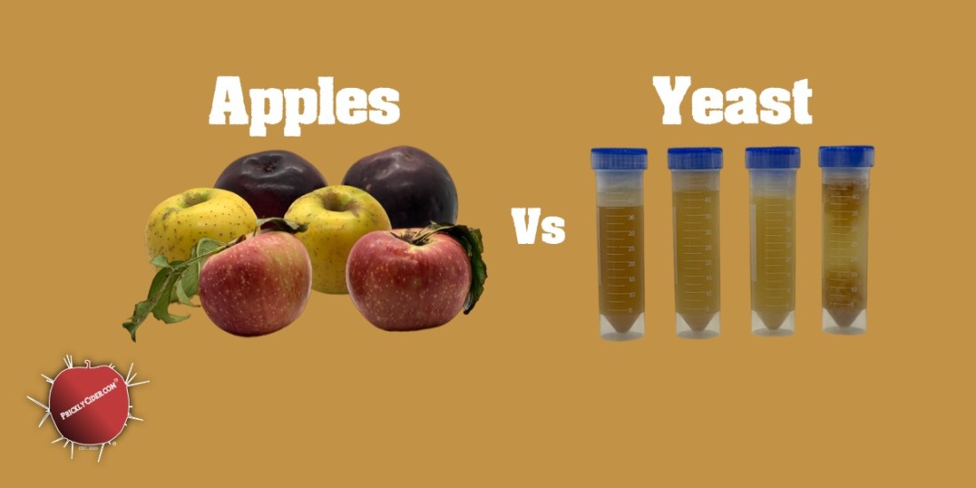 Apples or Yeast