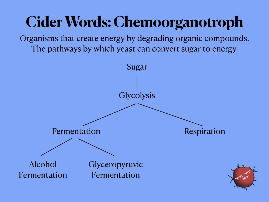 Chemoorganotroph