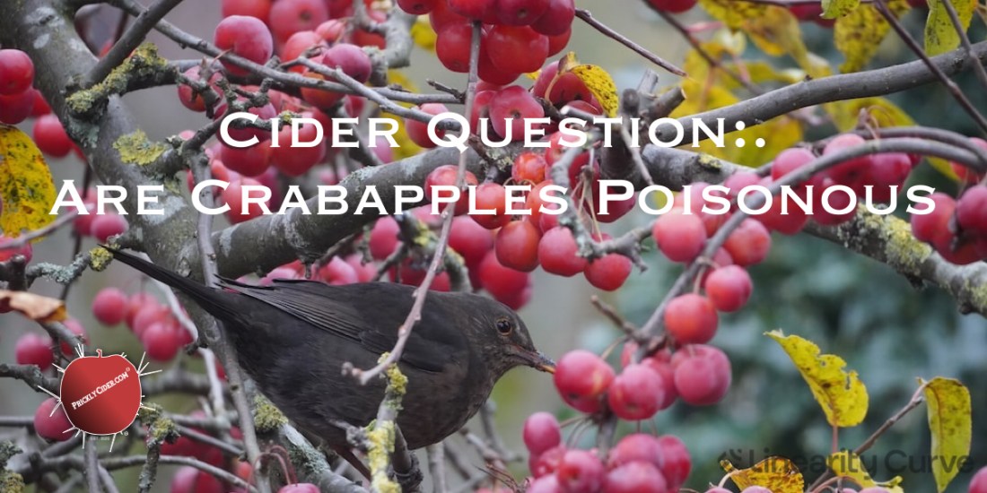 Are crabapples poisonous?
