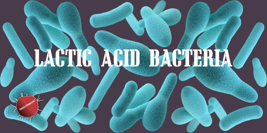 The Overview: Lactic Acid&nbsp;Bacteria