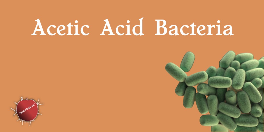 Acetic Acid Bacteria