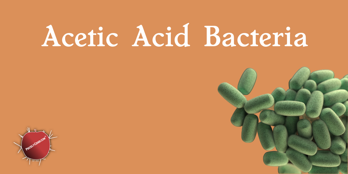 The Overview: Acetic Acid&nbsp;Bacteria
