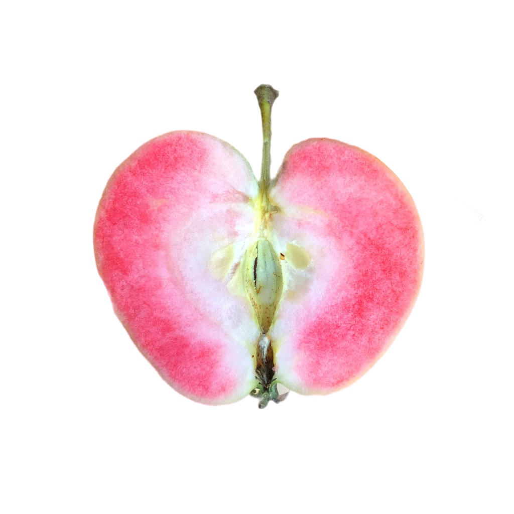 Pink Pearl Apple