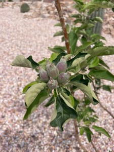Dabinett Apples 