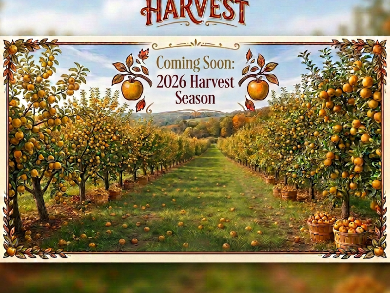 Early Cider Apple Harvest in the Sonoran&nbsp;Desert